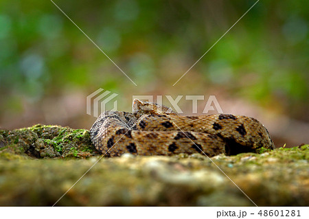Bothrops atrox, Common lancehead 48601281