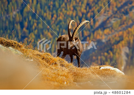 Alpine Ibex, Capra ibex, with autumn orange trees Alpine Ibex, Capra ibex, with autumn orange trees 48601284