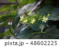 あじさい 48602225