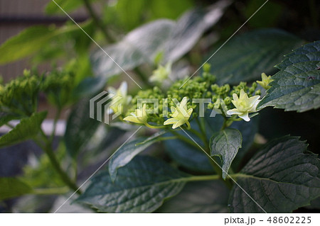 あじさい あじさい 48602225