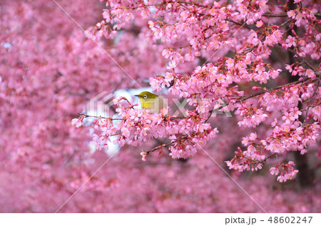 満開のオカメ桜とメジロ 満開のオカメ桜とメジロ 48602247