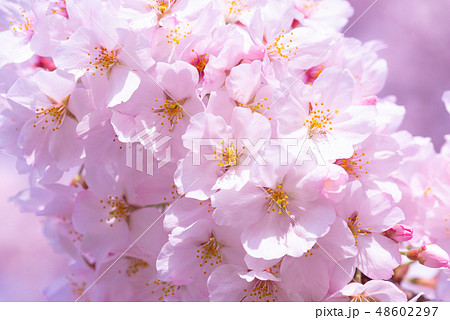 桜の花 桜の花 48602297