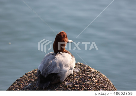 ホシハジロ 48602359