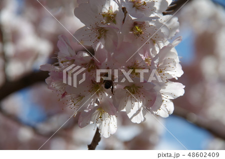 春めき桜とミツバチ 48602409