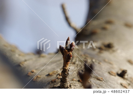 桜の新芽 1 48602437
