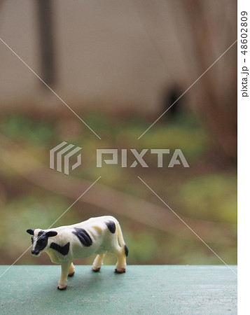ミニチュアの牛 48602809