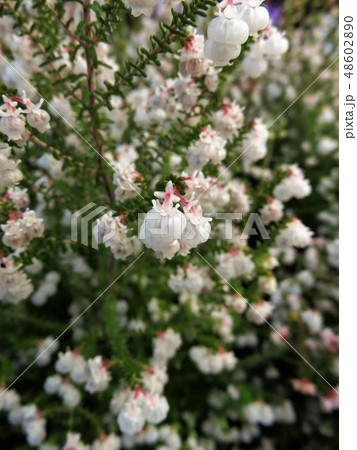 スズランエリカの写真素材 4860