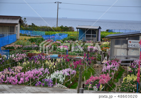 白間津お花畑 白間津お花畑 48603020
