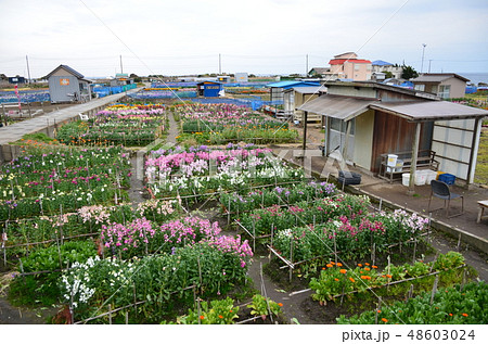 白間津お花畑 48603024