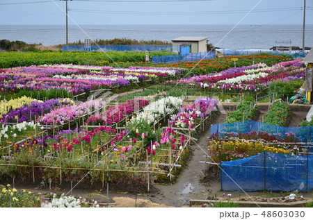 白間津お花畑 48603030