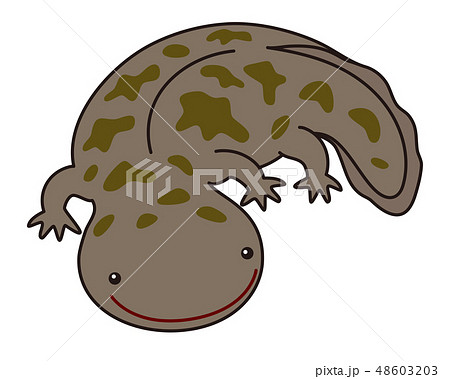 オオサンショウウオ ハンザキ Giant Salamanderのイラスト素材