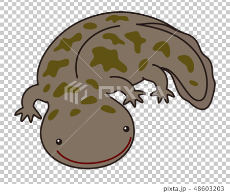 オオサンショウウオ ハンザキ Giant salamanderのイラスト素材 