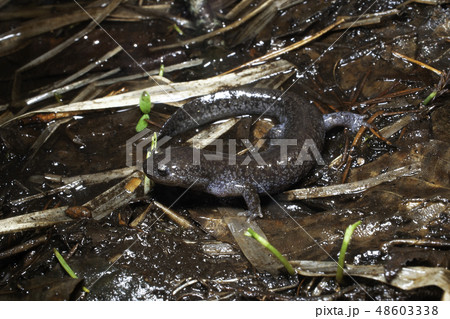 ハクバサンショウウオ　雄 48603338