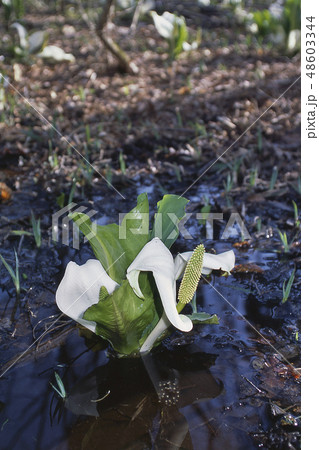 ハクバサンショウウオ　水芭蕉と卵 48603344