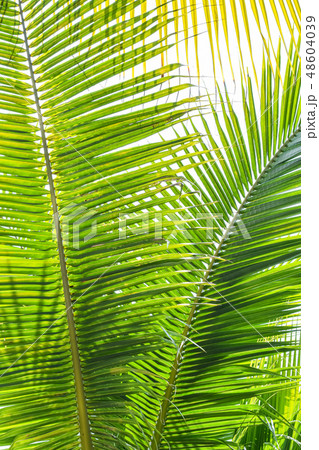 Palm Sunday background for religious holiday 48604039