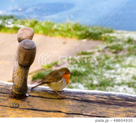 a small multicolored european robin bird a small multicolored european robin bird 48604930