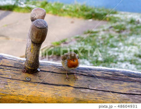 a small european robin bird a small european robin bird 48604931