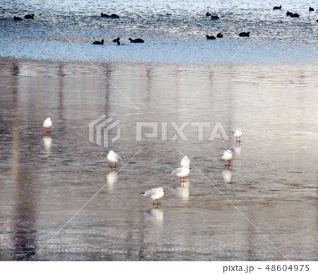 some seagulls sit on the seafront 48604975