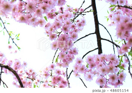 会津の桜 会津の桜 48605154