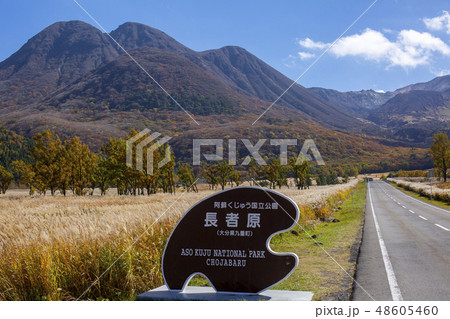 長者原　ススキ 48605460