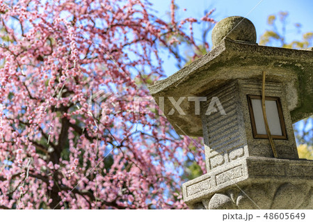 城南宮　梅　椿 48605649