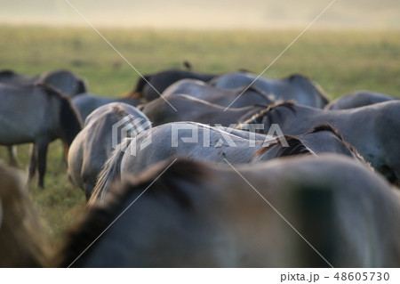 Wild horses grazing in meadow on foggy morning. Wild horses grazing in meadow on foggy morning. 48605730