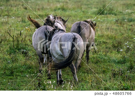 Wild horses grazing in meadow on foggy morning. Wild horses grazing in meadow on foggy morning. 48605766