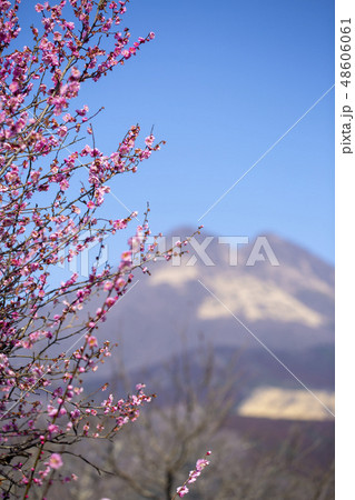 湯布院 由布岳と紅梅 湯布院 由布岳と紅梅 48606061