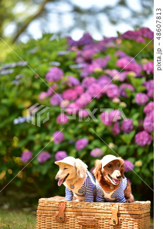 紫陽花とダックス 紫陽花とダックス 48607813
