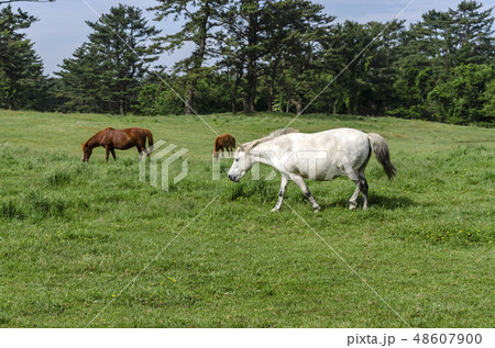杉 森 酸素 48607900