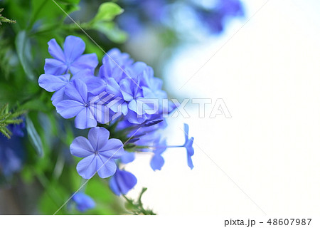 ルリマツリ 48607987