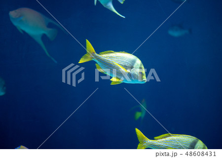 Porkfish with yellow fins swimming in the sea, 48608431