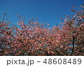 河津桜 48608489