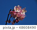 河津桜 48608490