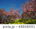 河津桜と菜の花 48608491