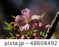 河津桜 48608492