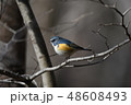 ルリビタキ 48608493