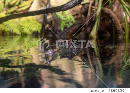 Smooth fronted caiman in the water Smooth fronted caiman in the water 48608594