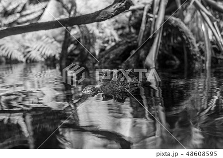 Smooth fronted caiman  in the water 48608595