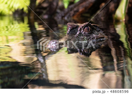 Smooth fronted caiman in the water Smooth fronted caiman in the water 48608596
