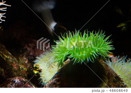 Anemone at the bottom of the sea 48608649