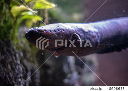 Close up of an electric eel Close up of an electric eel 48608653