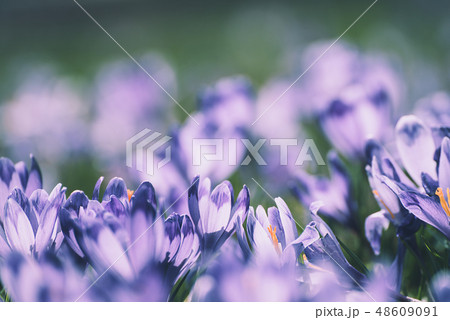 Spring crocus flowers 48609091