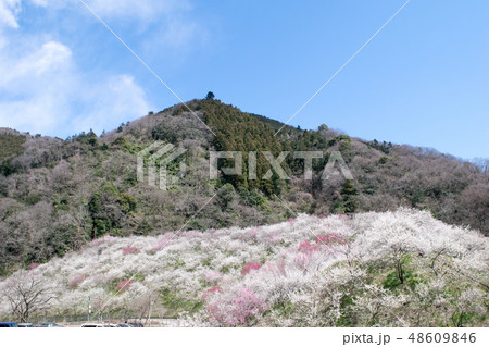 高尾山 高尾梅郷 木下沢梅林(こげさわばいりん) 高尾山 高尾梅郷 木下沢梅林(こげさわばいりん) 48609846