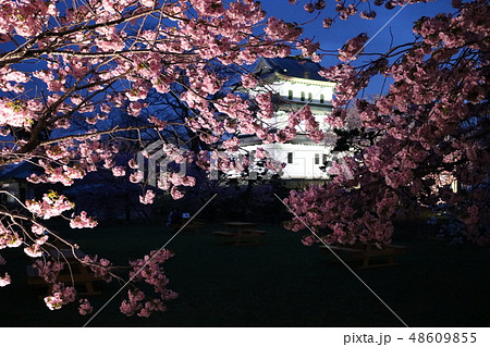 松前城の桜並木 48609855