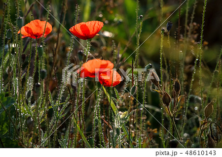 Blooming red poppy flowers on summer wild meadow. 48610143