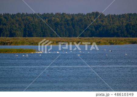 Large colony with white swans swims in the lake. 48610349