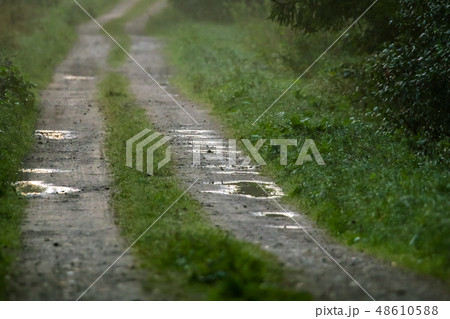 Puddles on country woods road in foggy morning. 48610588