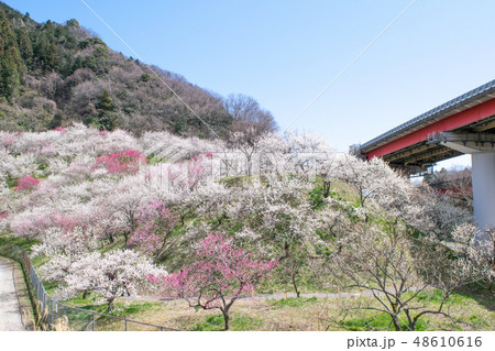 高尾山　高尾梅郷　木下沢梅林（こげさわばいりん)と中央高速道路 48610616