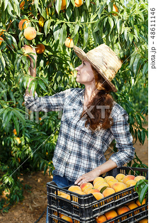 Woman farmer harvesting peaches Woman farmer harvesting peaches 48611146